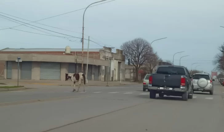 Caballo cruza la avenida Lobería, pero por la senda peatonal