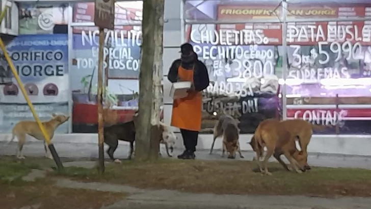 Carnicero de 74 y 59 alimenta los perritos callejeros del barrio