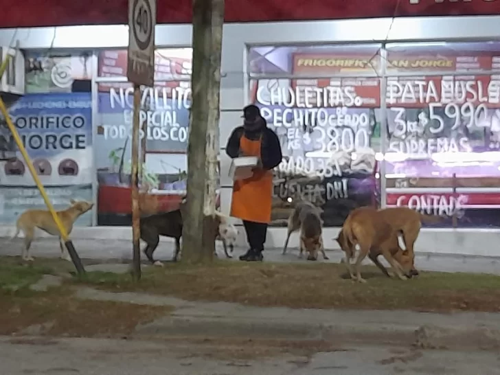 Carnicero de 74 y 59 alimenta los perritos callejeros del barrio