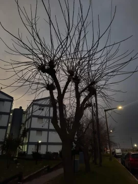 Cómo estará el clima este martes en Necochea y Quequén