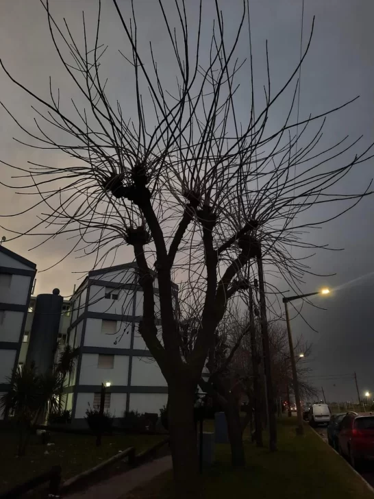 Cómo estará el clima este martes en Necochea y Quequén