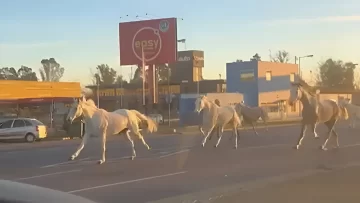 ¿De dónde escaparon los caballos de la Panamericana?