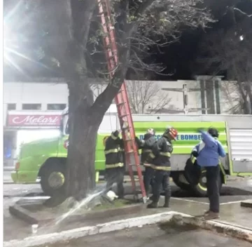 Bomberos rescataron una gatita de arriba de un árbol