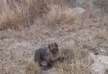 Encontraron un lobito marino a punto de cruzar la ruta 11