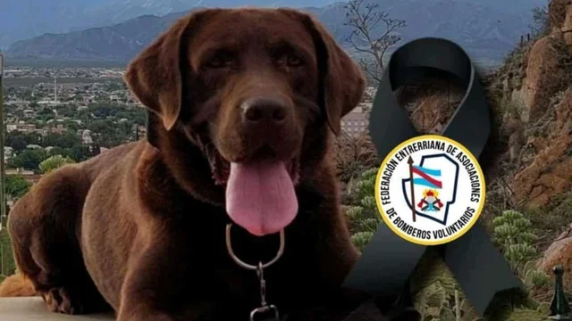 Murió Nerón, uno de los perros que encontró rastros de Loan en Corrientes