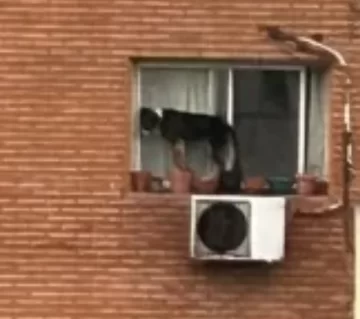 Belgrano: rescatan a un perro que estaba al borde de una ventana en un sexto piso