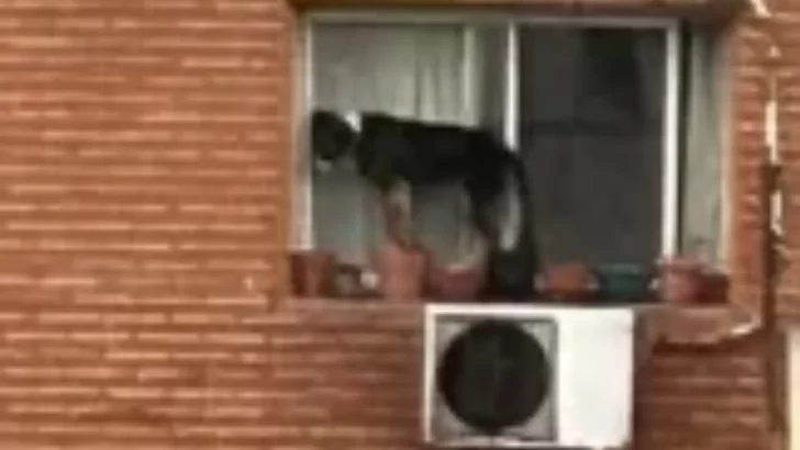 Belgrano: rescatan a un perro que estaba al borde de una ventana en un sexto piso