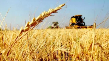 Las exportaciones de trigo están resentidas y aún quedan $459 millones de dólares por liquidar