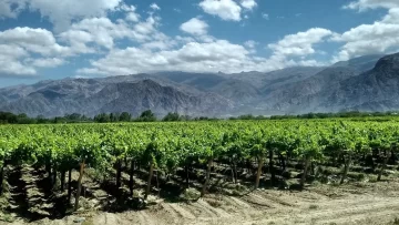 El consumo de vino cayó un 4,6% durante el primer semestre en la Argentina