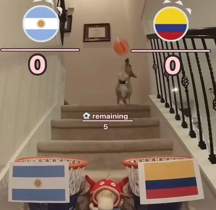Final de la Copa América: qué predijo el perro viral sobre Argentina vs Colombia