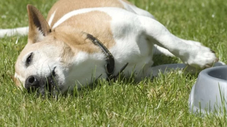 Denuncian envenenamiento de perros en un sector de Necochea