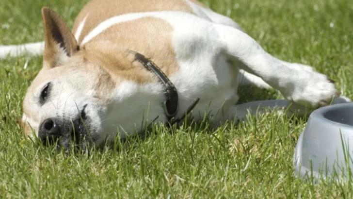 Denuncian envenenamiento de perros en un sector de Necochea