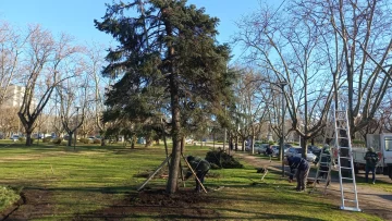 Intensos trabajos para recuperar “el árbol de Navidad” que cayó en el temporal