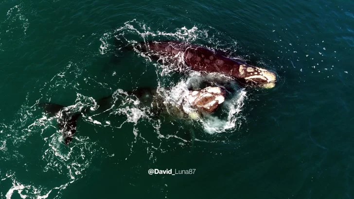 De ballenas y lobitos: danza en las costas de Necochea