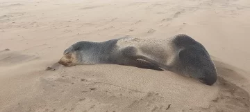 Un lobo marino subantártico recaló en las playas de Necochea