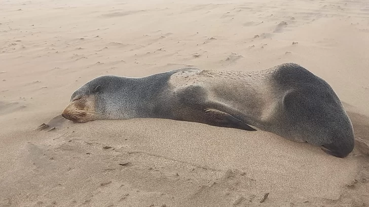 Un lobo marino subantártico recaló en las playas de Necochea