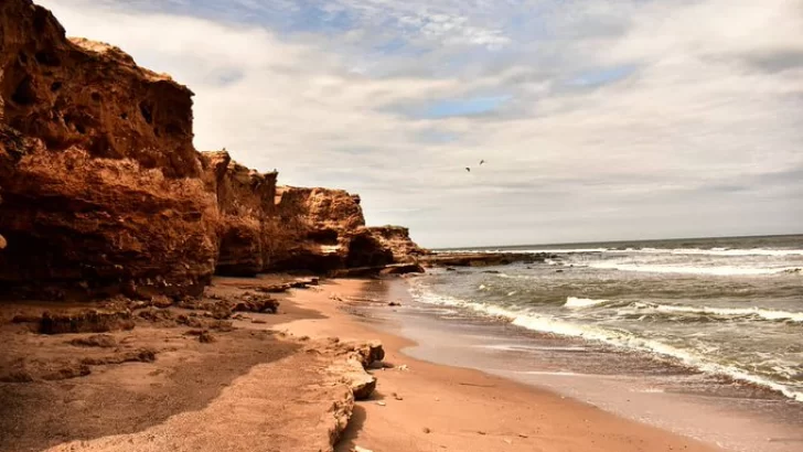 Voluntarios a limpiar las playas para proteger al Playero Rojizo