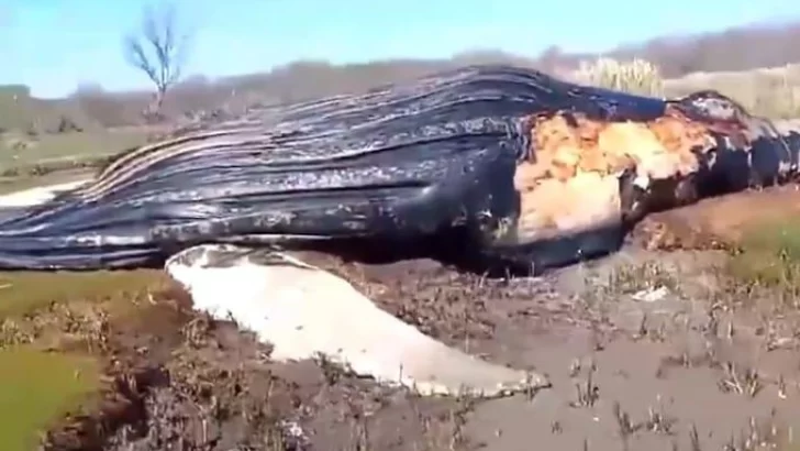 Encontraron una ballena muerta en la costa del Río de La Plata