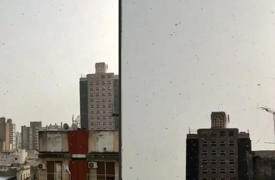 Video: “invasión” de langostas en Córdoba