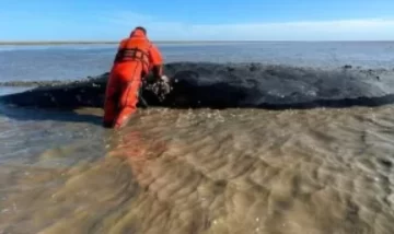 La ballena de Castelli agoniza desde hace más de 60 días