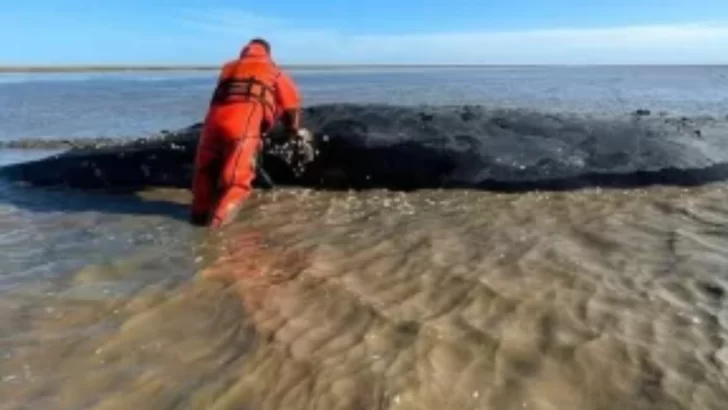 La ballena de Castelli agoniza desde hace más de 60 días