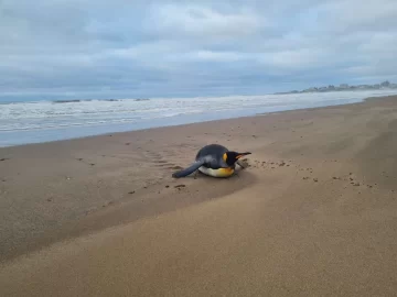 Siguen apareciendo pingüinos subantárticos en las playas bonaerenses