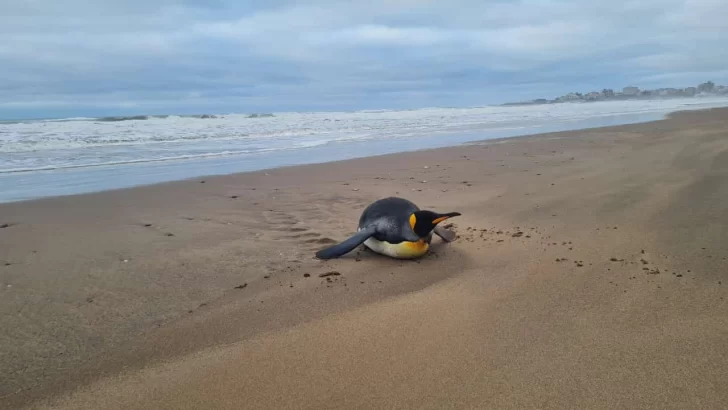 Siguen apareciendo pingüinos subantárticos en las playas bonaerenses