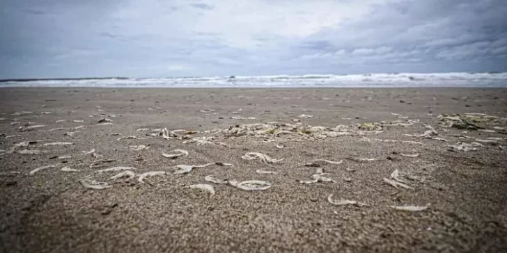 Extraña aparición de crustáceos en las playas marplatenses