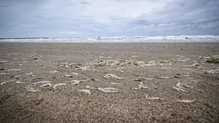 Extraña aparición de crustáceos en las playas marplatenses