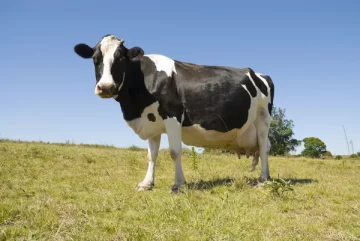 Carnearon una vaca preñada de un tambo familiar y se llevaron los cuartos