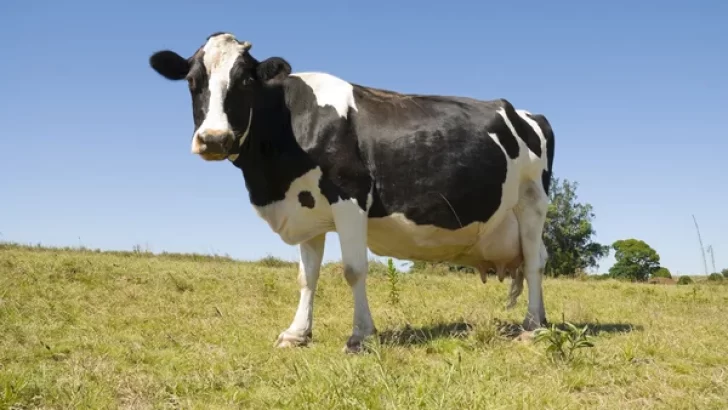 Carnearon una vaca preñada de un tambo familiar y se llevaron los cuartos