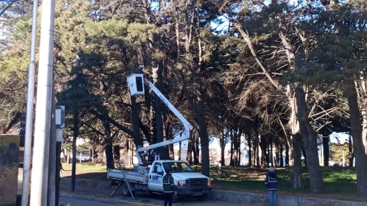 Extraen pinos y árboles muertos del parque Miguel Lillo