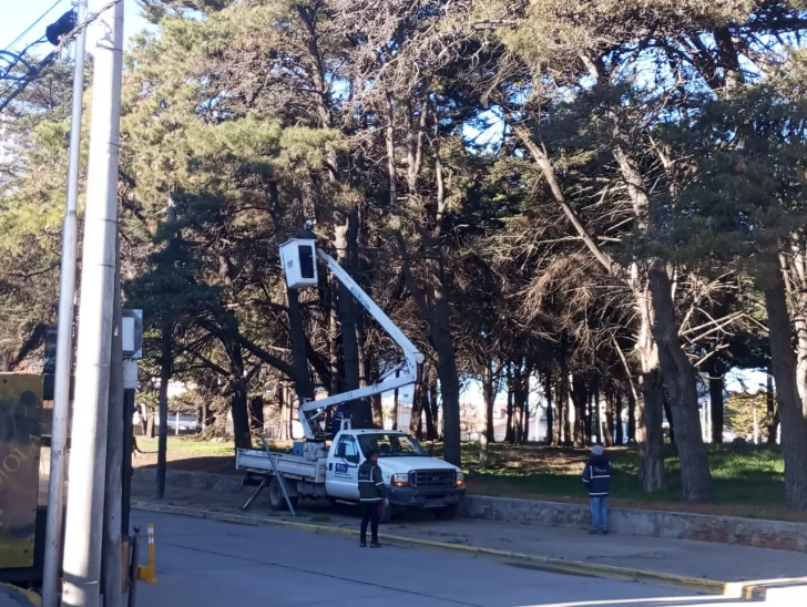 Extraen pinos y árboles muertos del parque Miguel Lillo