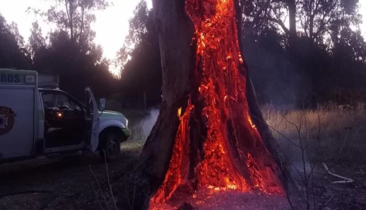 Incendio daña gravemente a un histórico eucalipto