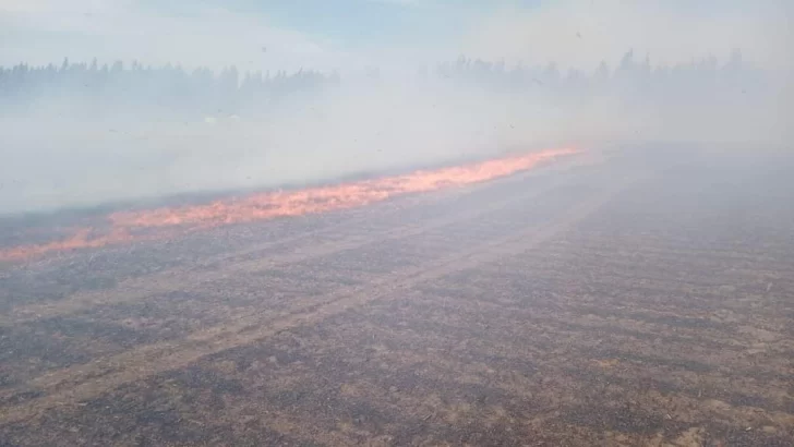 Amplio despliegue de bomberos ante incendio en establecimiento rural