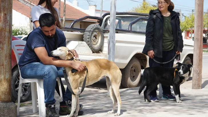 Se realizará una vacunación antirrábica en la Villa Díaz Vélez