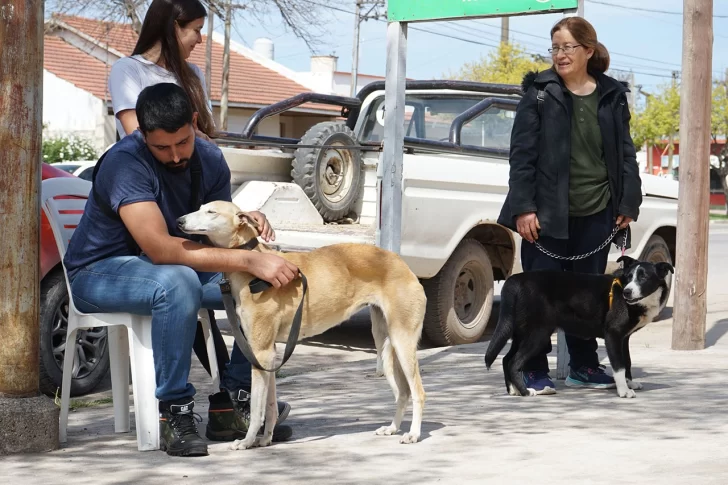 Se realizará una vacunación antirrábica en la Villa Díaz Vélez