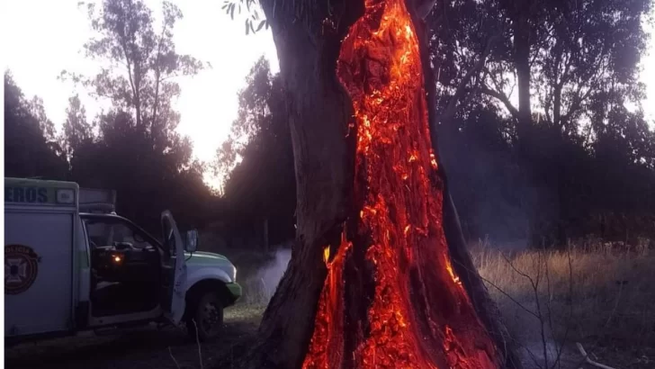 Hicieron un asado y prendieron fuego un legendario eucaliptus de la ribera