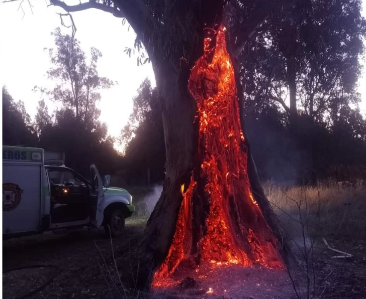 Hicieron un asado y prendieron fuego un legendario eucaliptus de la ribera