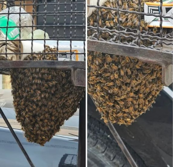 Vecinos piden que retiren un gran enjambre que se formó en un basurín del centro