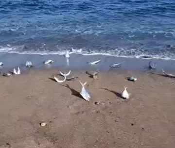 Por qué las palometas invadieron la playa de Quequén