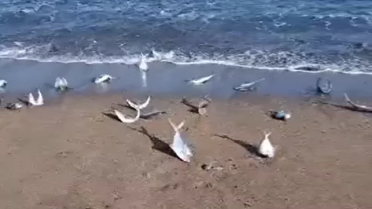 Por qué las palometas invadieron la playa de Quequén