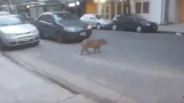 Insólito: apareció un carpincho en las calles de Recoleta y se volvió viral