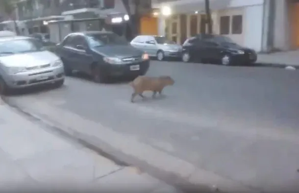 Insólito: apareció un carpincho en las calles de Recoleta y se volvió viral