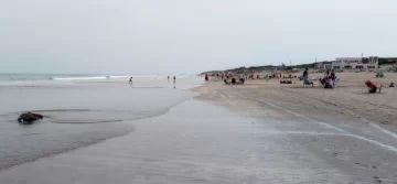 Un lobo Marino muerto  frente a los balnearios