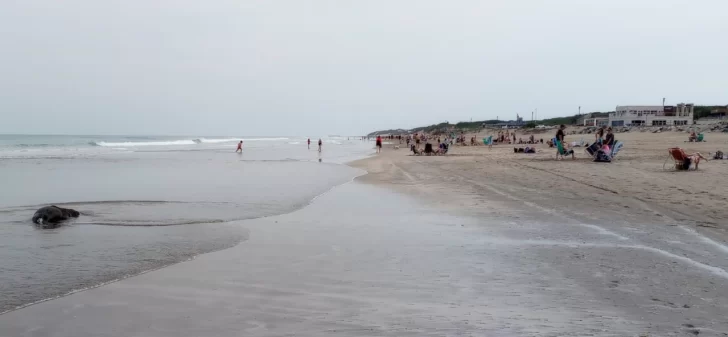 Un lobo Marino muerto  frente a los balnearios