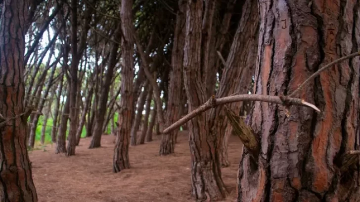 El misterioso bosque al que se le atribuyen poderes místicos y recibe turistas de todo el mundo