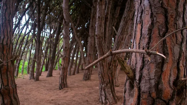 El misterioso bosque al que se le atribuyen poderes místicos y recibe turistas de todo el mundo