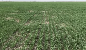 La falta de lluvias ya genera pérdidas en trigo, y comienza a complicar la siembra de maíz y girasol