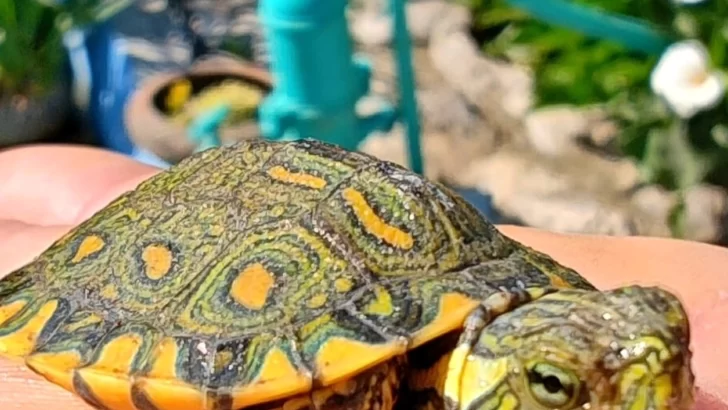 Nació una tortuga pavo real en el Lago de los Cisnes